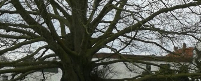 31271307_856920011159187_4623878438443286528_o